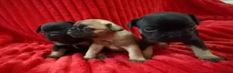 French Bulldog dogs for sale: 🐶French Bulldog Puppies For Sale – Ready Soon🐶 - Advert 1