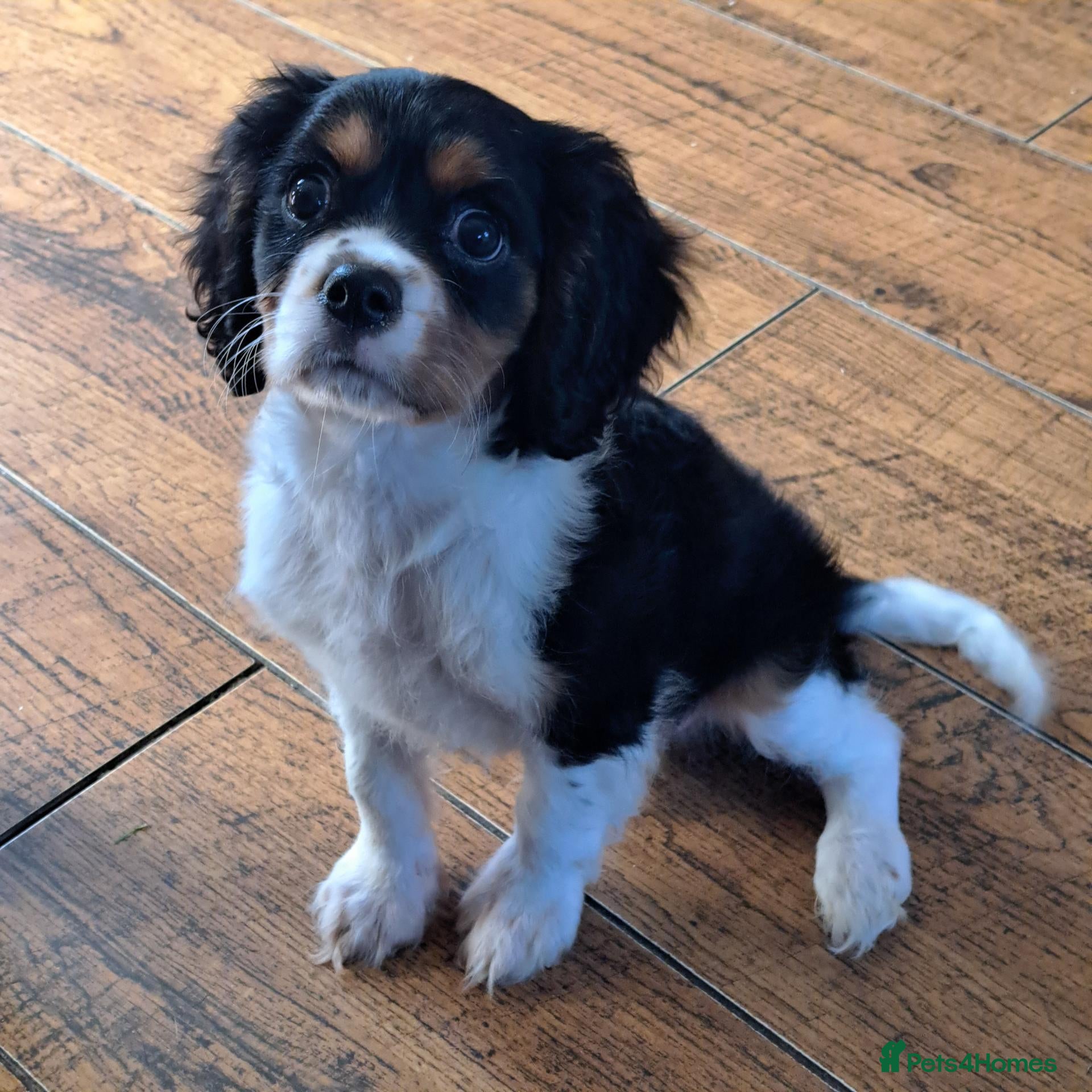 Cavalier King Charles Spaniel dogs Beautiful Tri-Colour Cavalier King Charles Puppies - Advert 2