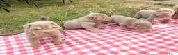 Shar Pei dogs for sale: KC REGISTERED RARE LILAC TAN SHAR-PEI - Advert 28