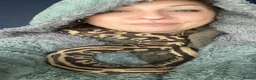 Python Snake reptiles for sale: Het.pied:Banana enchi / Pastel leopard yellowbelly - Advert 3