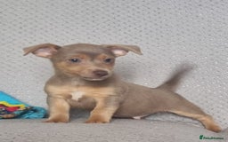 Jack Russell dogs for sale: Miniature jack Russell's only 3 available now - Image 25