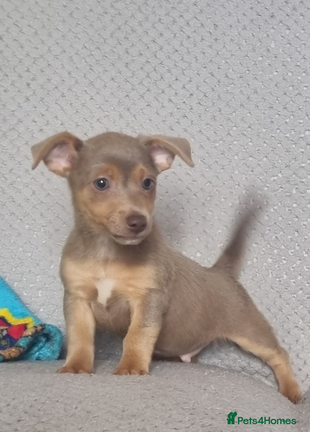 Jack Russell dogs for sale: Miniature jack Russell's only 3 available now - Image 25