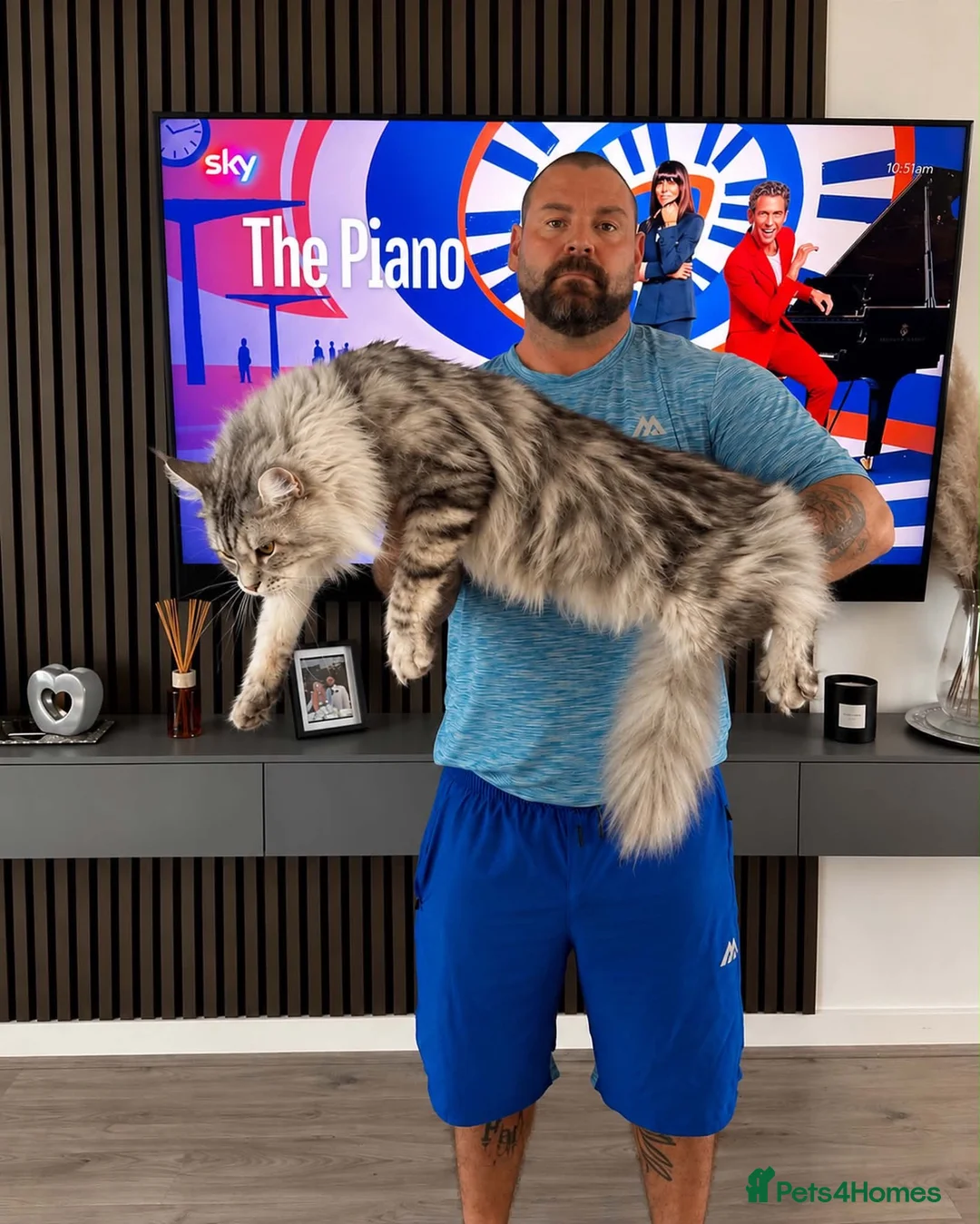 Maine Coon cats for stud: XXL RUSSIAN GIANT MAINE COON STUD  - Advert 2