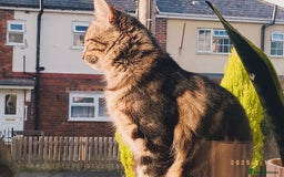 Mixed Breed cats for sale: Beautiful Young Male Cat - Image 3
