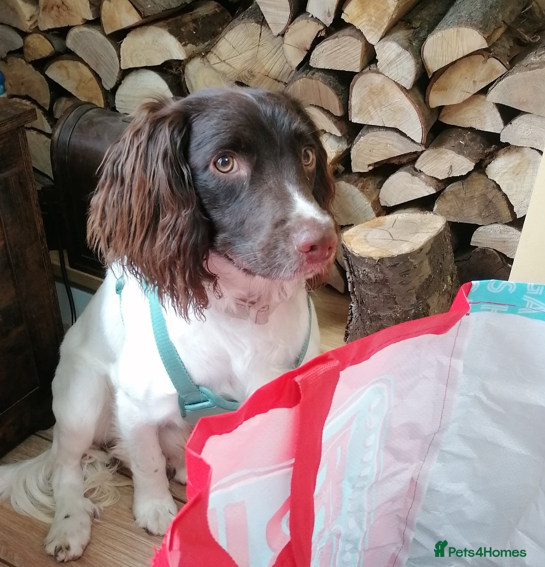 English Springer Spaniel dogs for adoption: 💙🐶 ARLO 🐶💙 - Image 3