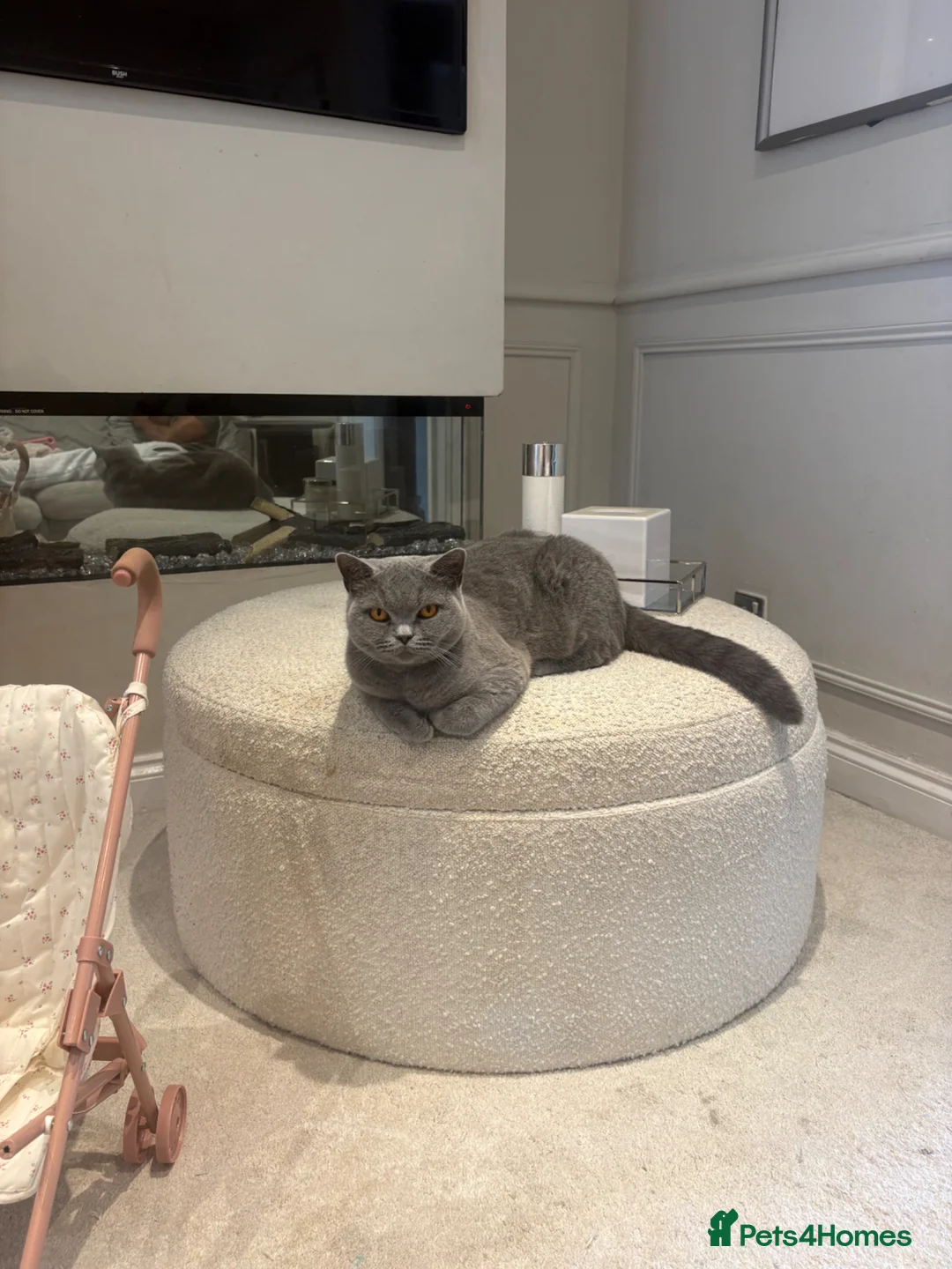 British Shorthair cats for sale: british shorthair blue for sale in Birmingham - Advert 1