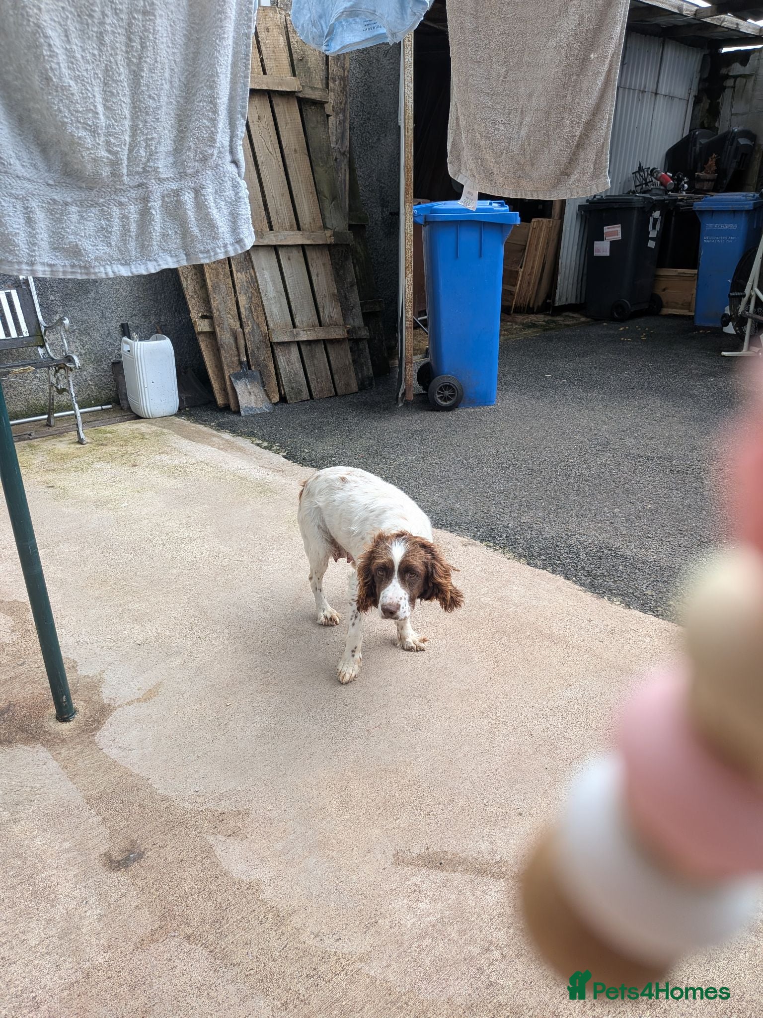 English Springer Spaniel dogs Springer pups - Advert 15