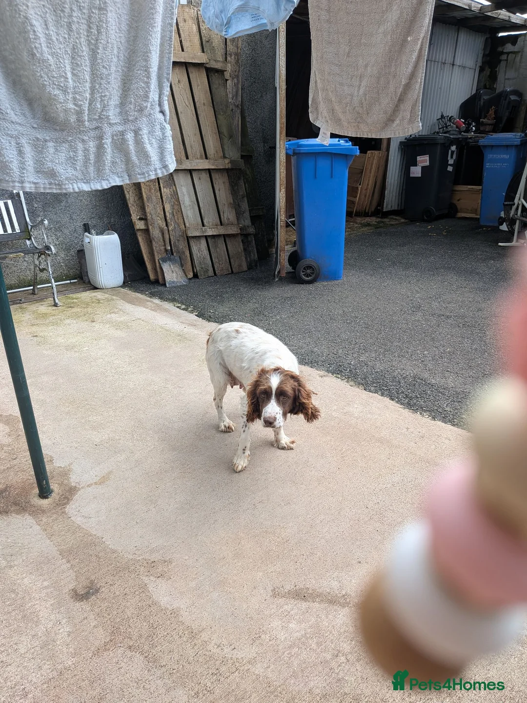 English Springer Spaniel dogs for sale: Springer pups in Ballymena - Advert 1