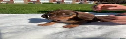 Dachshund dogs for sale: Dachshund puppies - Advert 2