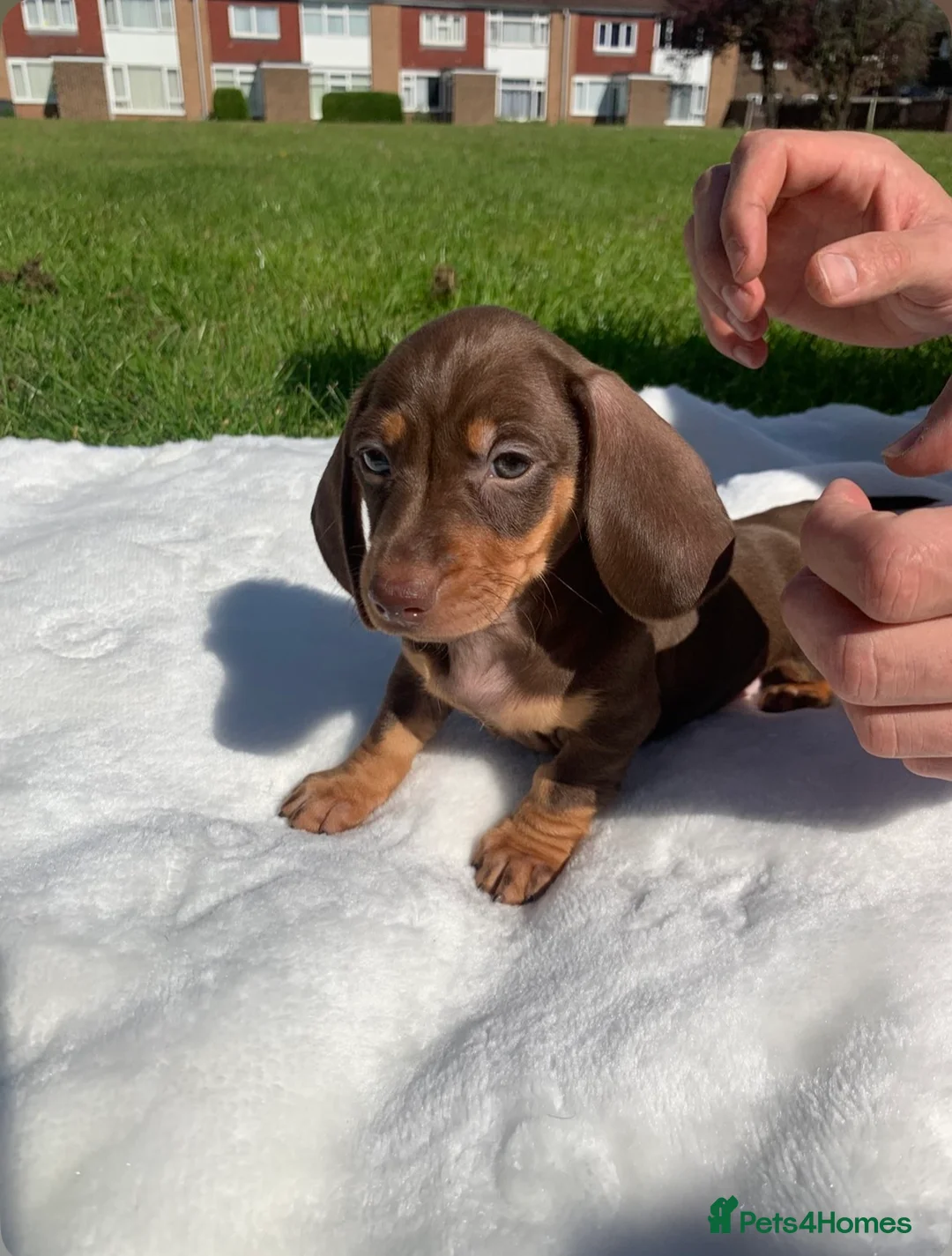 Dachshund dogs for sale: Dachshund puppies - Advert 2