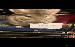Chinchilla rodents for sale: Chinchilla for sale  - Image 3
