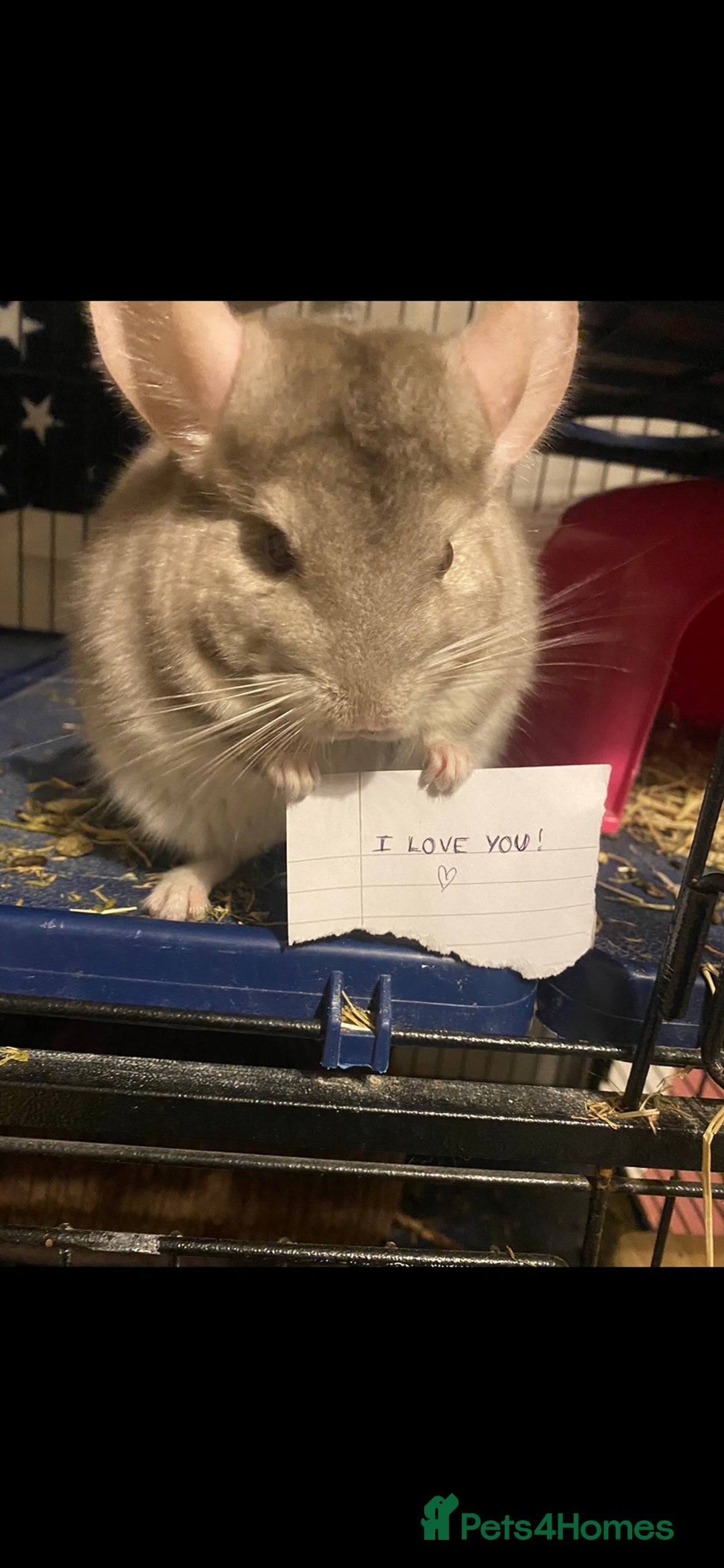 Chinchilla rodents for sale: Chinchilla for sale  - Image 3