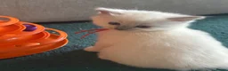 Ragdoll cats for sale: 4 beautiful blue point ragdoll kittens  - Advert 26
