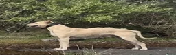 Lurcher dogs for sale: BEAUTIFUL LURCHER PUPS AVAILABLE  - Advert 2