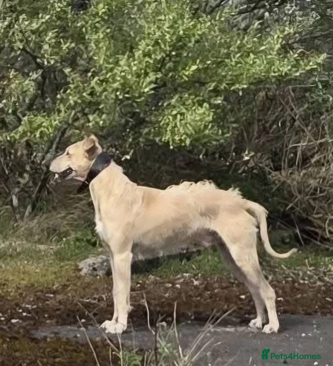 Lurcher dogs for sale: BEAUTIFUL LURCHER PUPS AVAILABLE  - Advert 2