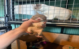 British Shorthair cats for sale: Tica reg cinnamon kittens  - Image 1