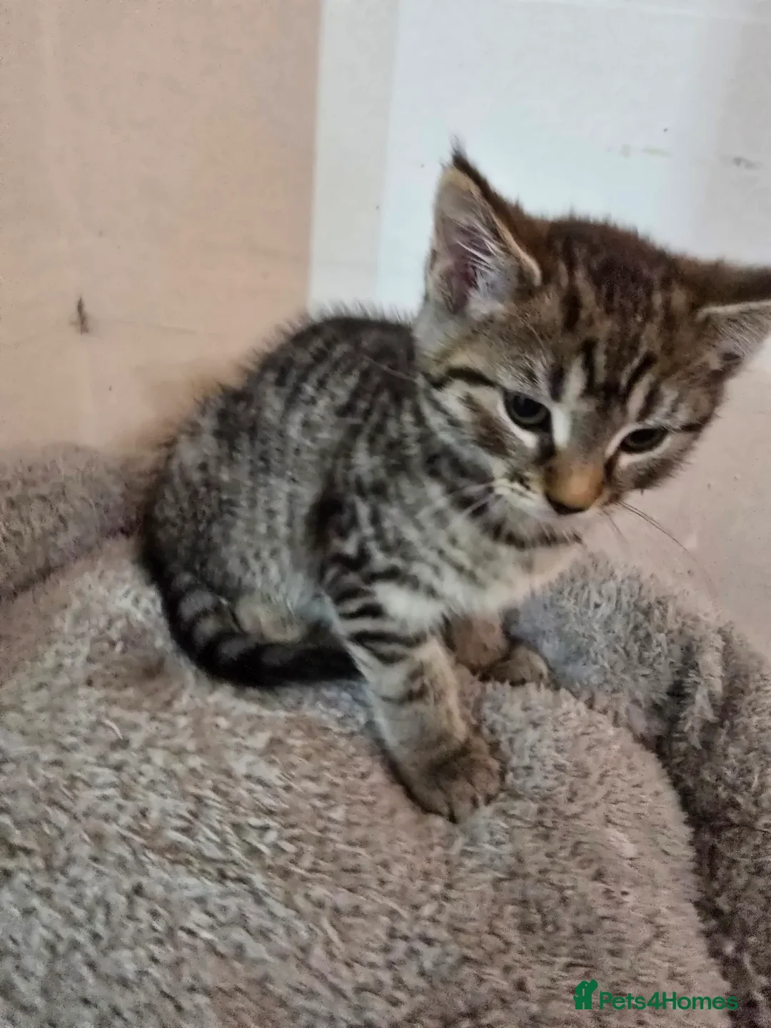 Maine Coon cats for sale: 7 beautiful Maine Coon X - Advert 28