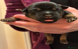 Mixed Breed dogs for sale: Beautiful patter dale x Lakeland terrier  - Image 23