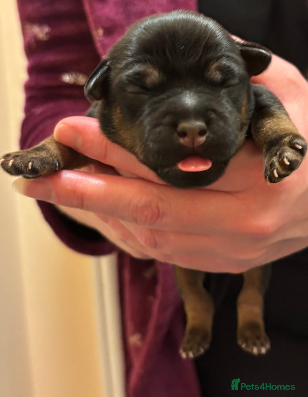 Mixed Breed dogs for sale: Beautiful patter dale x Lakeland terrier  - Image 23