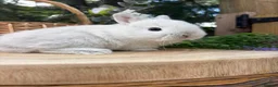 Netherland Dwarf rabbits for sale: Pure bred vaccinated* Netherland Dwarfs  - Advert 7