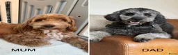Mixed Breed dogs for sale: Cockerpoo X Cavapoochon Puppies - Advert 7