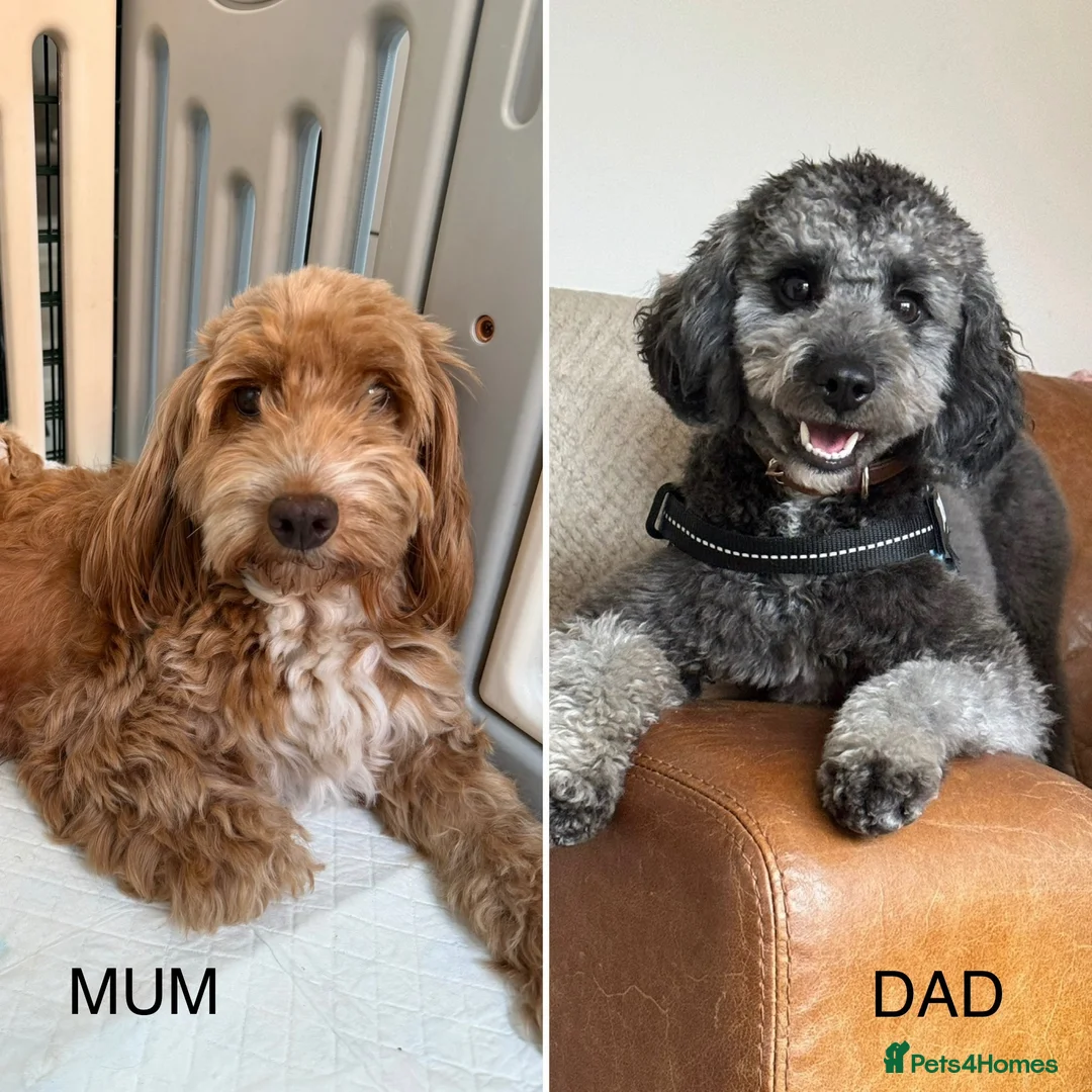 Mixed Breed dogs for sale: Cockerpoo X Cavapoochon Puppies - Advert 7