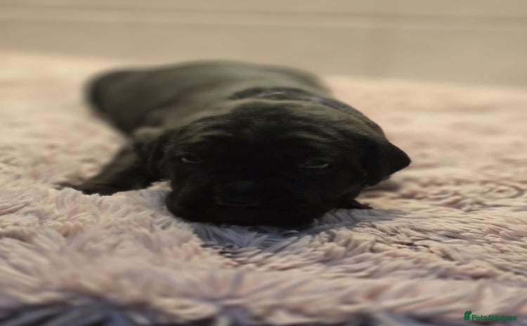 Cane Corso dogs - Advert 3