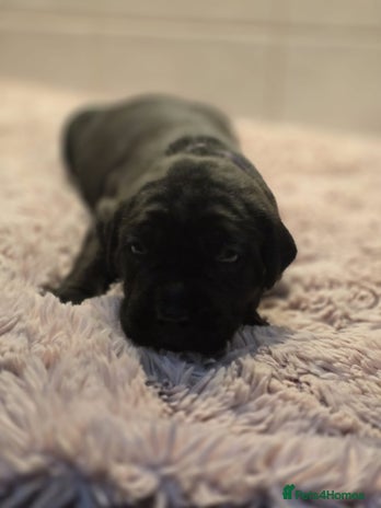 Cane Corso dogs - Advert 3