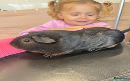 Guinea Pig rodents for sale: chocolate and tan otter coloured guinea pig boars - Image 4