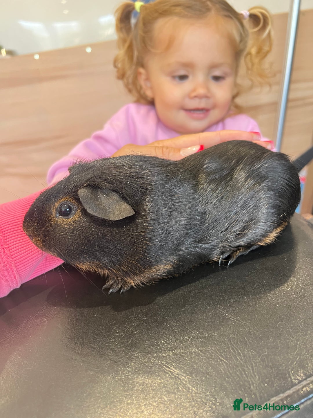 Guinea Pig rodents for sale: chocolate and tan otter coloured guinea pig boars - Image 4