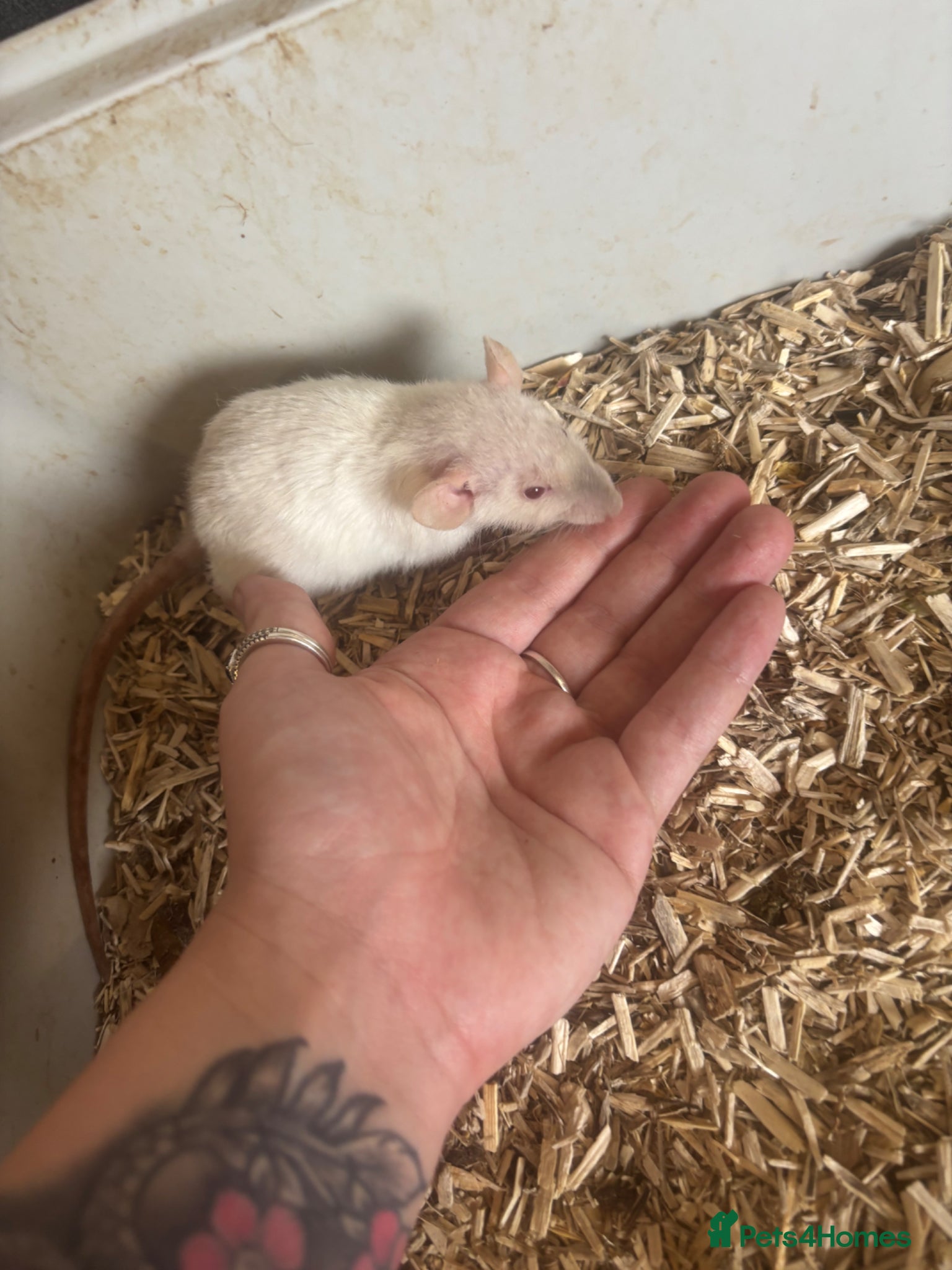 Rat rodents Rats for sale  - Advert 2