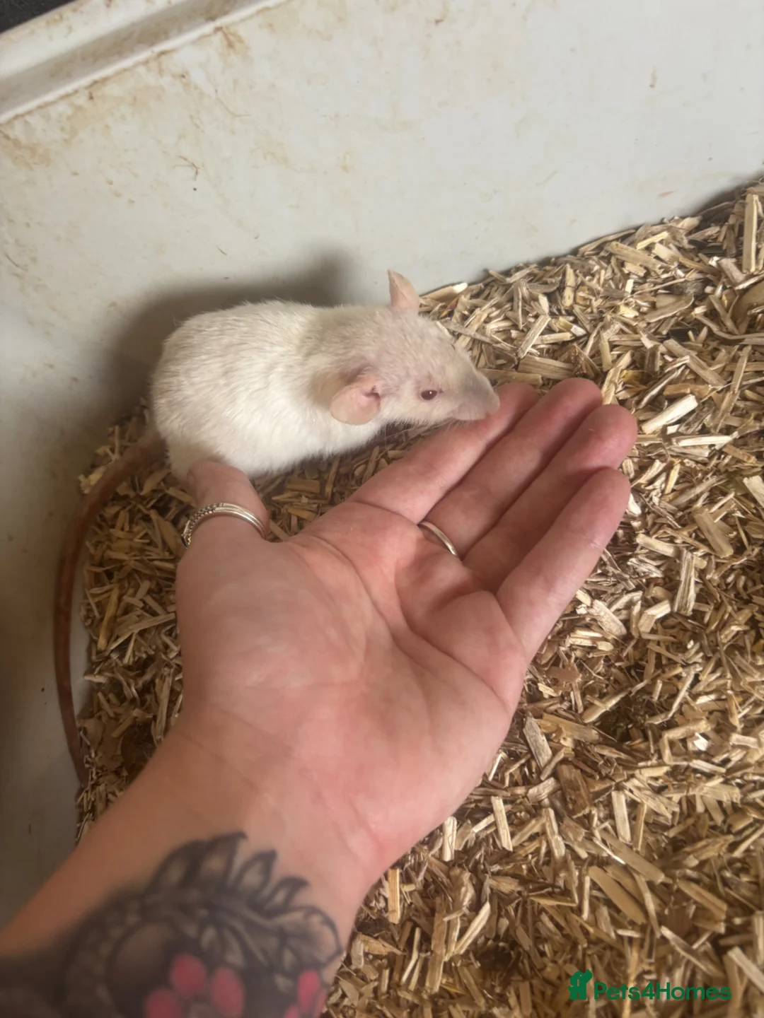 Rat rodents for sale: Rats for sale  - Advert 2