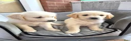 Golden Retriever dogs for sale: Cream Male Golden Retrievers - Advert 5
