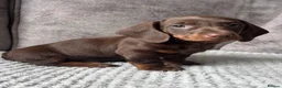 Miniature Dachshund dogs for sale: Miniature Dachshund puppies  - Advert 6