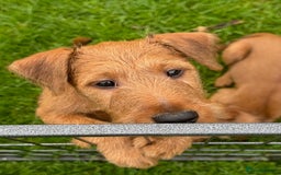 Irish Terrier dogs for sale: Kennel club registered Irish Terrier Puppies - Image 12