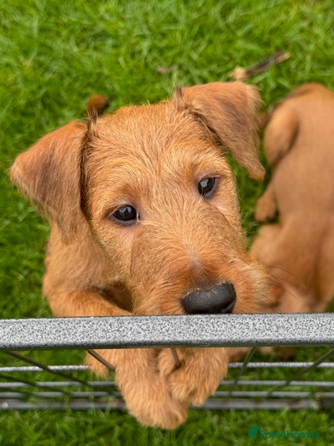 Irish Terrier dogs for sale: Kennel club registered Irish Terrier Puppies - Image 12