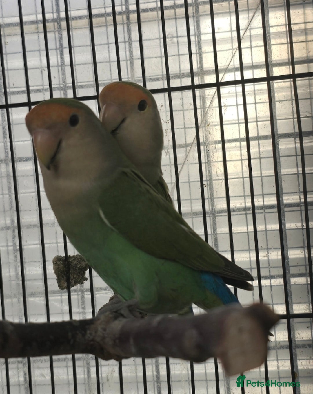 Lovebirds birds for sale: Love bird and breeding pairs of Budgies  - Advert 7