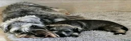 Miniature Schnauzer dogs for sale: Outstanding Miniature Schnauzer puppies - Advert 15