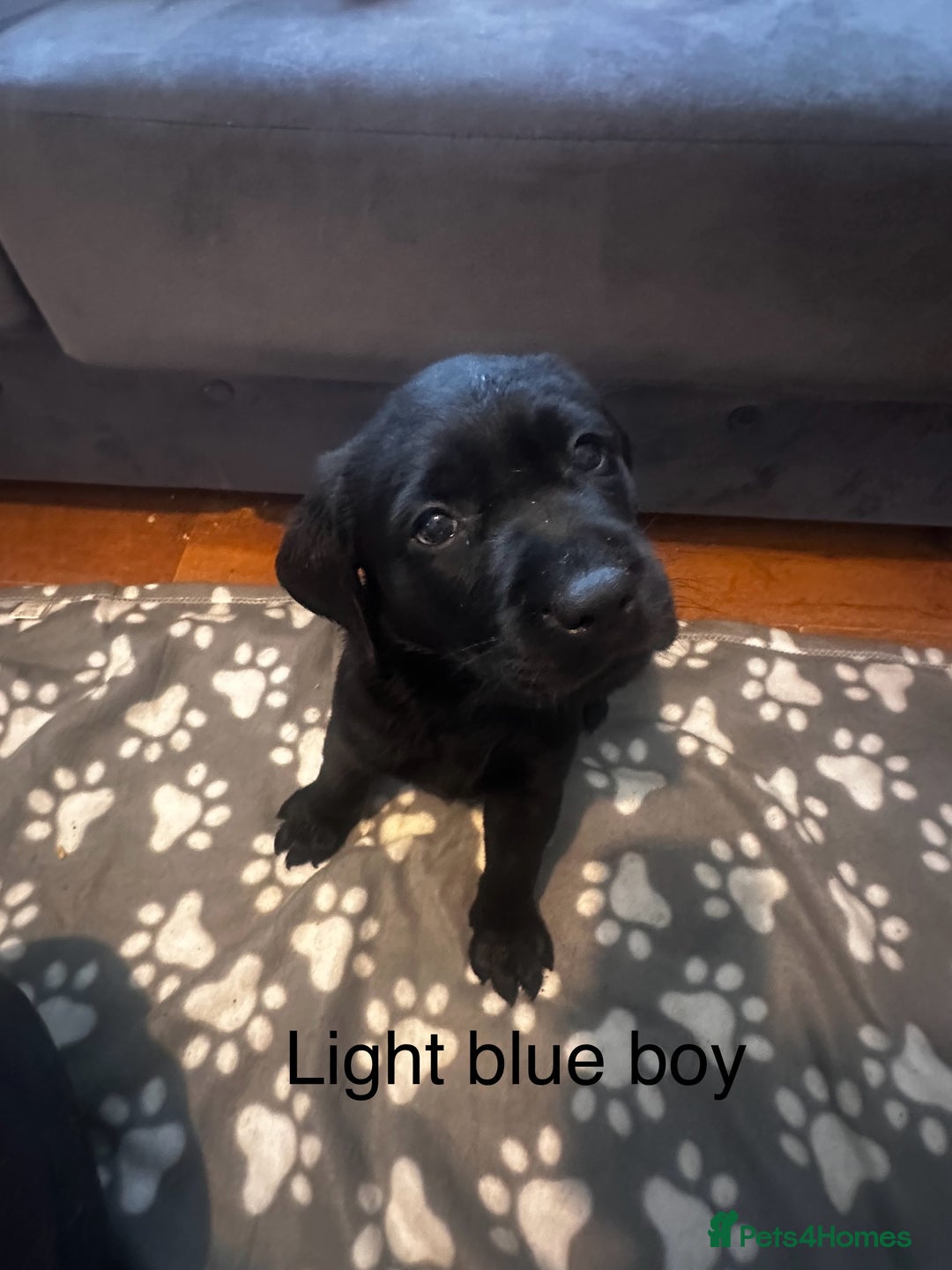 Labrador Retriever dogs for sale:  Labrador puppies - Ready now  in Aberdeen - Image 19