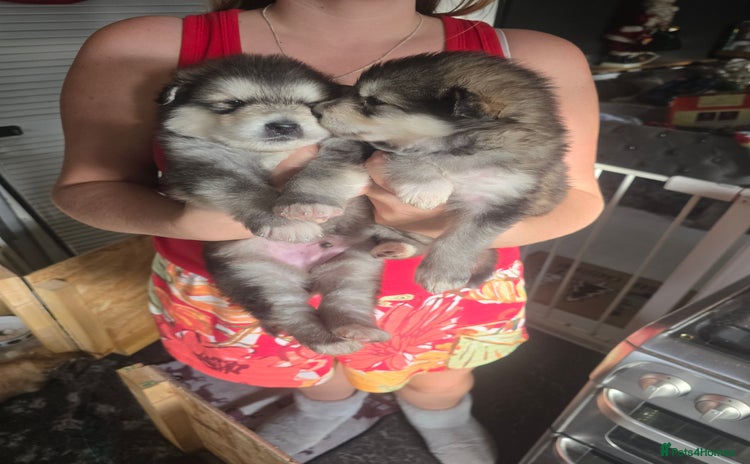 Alaskan Malamute dogs KC Alaskan malamute puppies champion lines - Advert 11