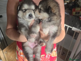 Alaskan Malamute dogs KC Alaskan malamute puppies champion lines - Advert 9