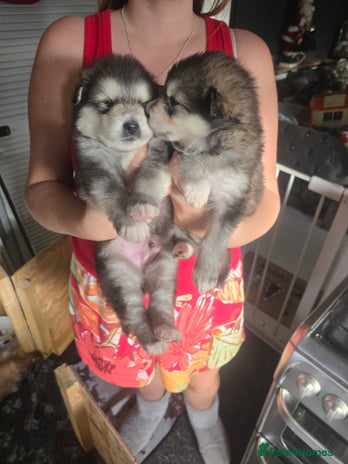 Alaskan Malamute dogs KC Alaskan malamute puppies champion lines - Advert 11