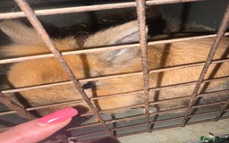 Mini Lion Lop rabbits for sale: 2 x 18 month dwarf lion heads available rabbits  - Image 4