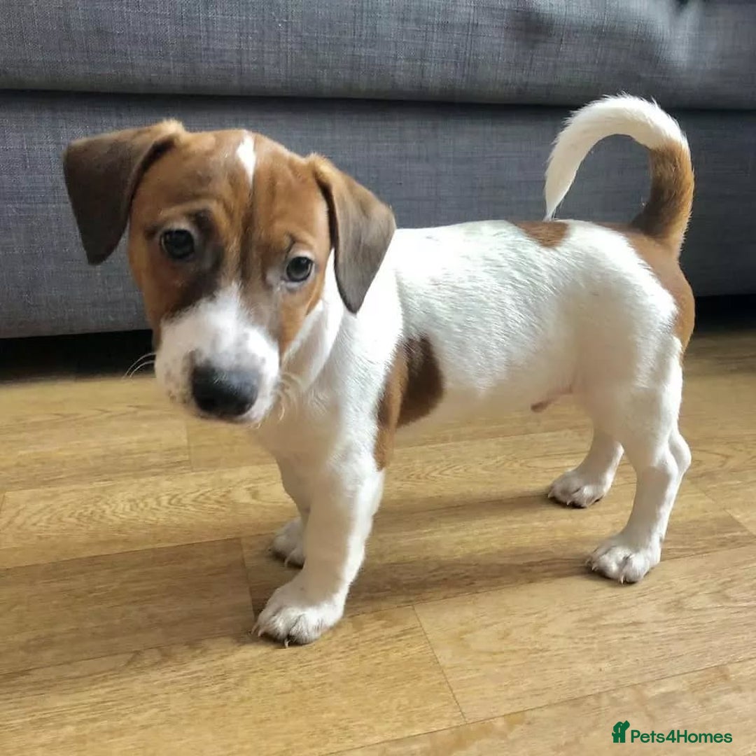 Cavalier King Charles Spaniel dogs for sale: Our Babies King Charles Puppies Ready❤️ - Image 1