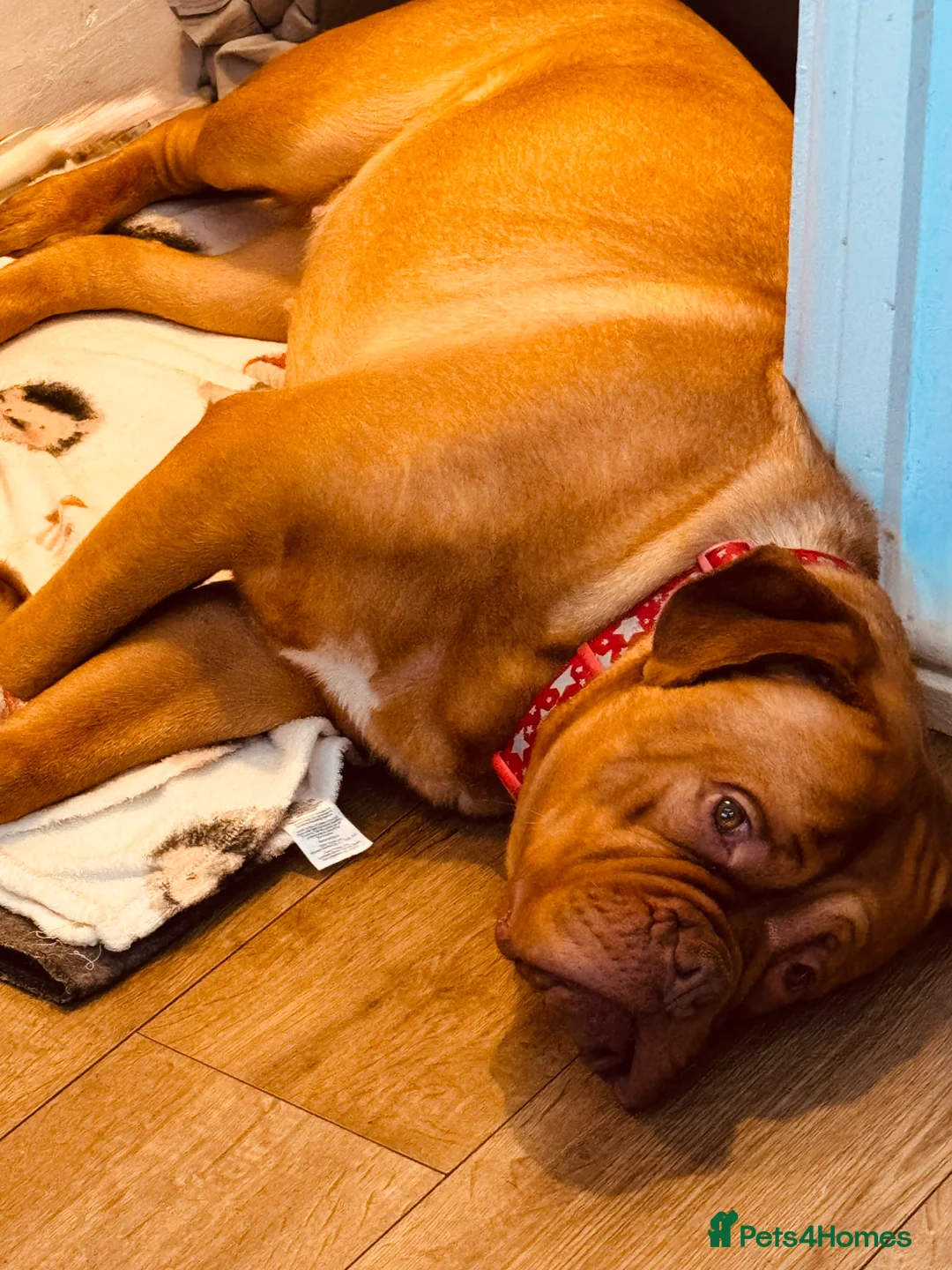 Dogue De Bordeaux dogs for sale: Home needed  - Advert 3
