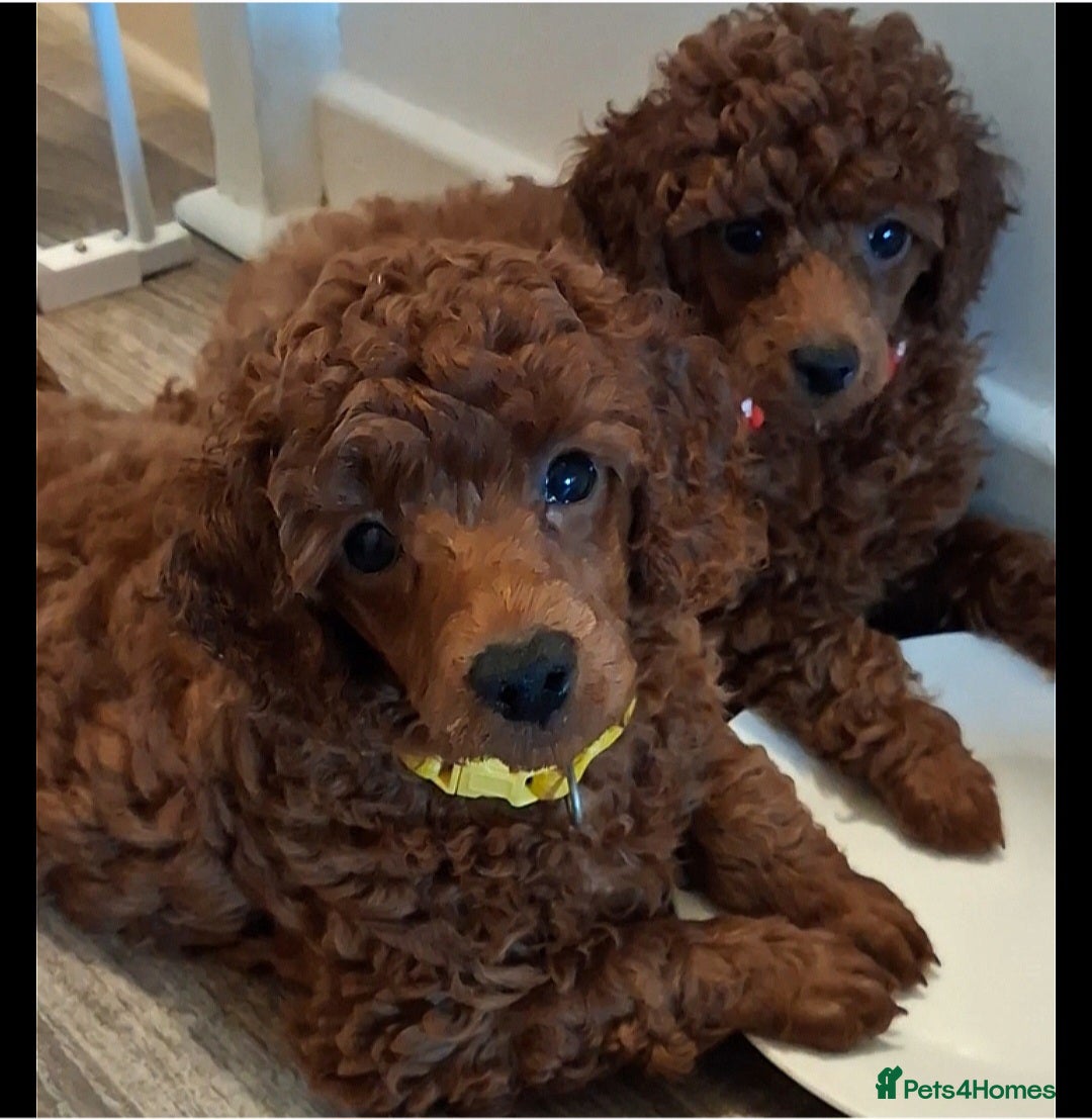 Miniature Poodle dogs 🧡Pedigree Red Miniature Poodle GIRL DNA tested🧡 - Advert 15