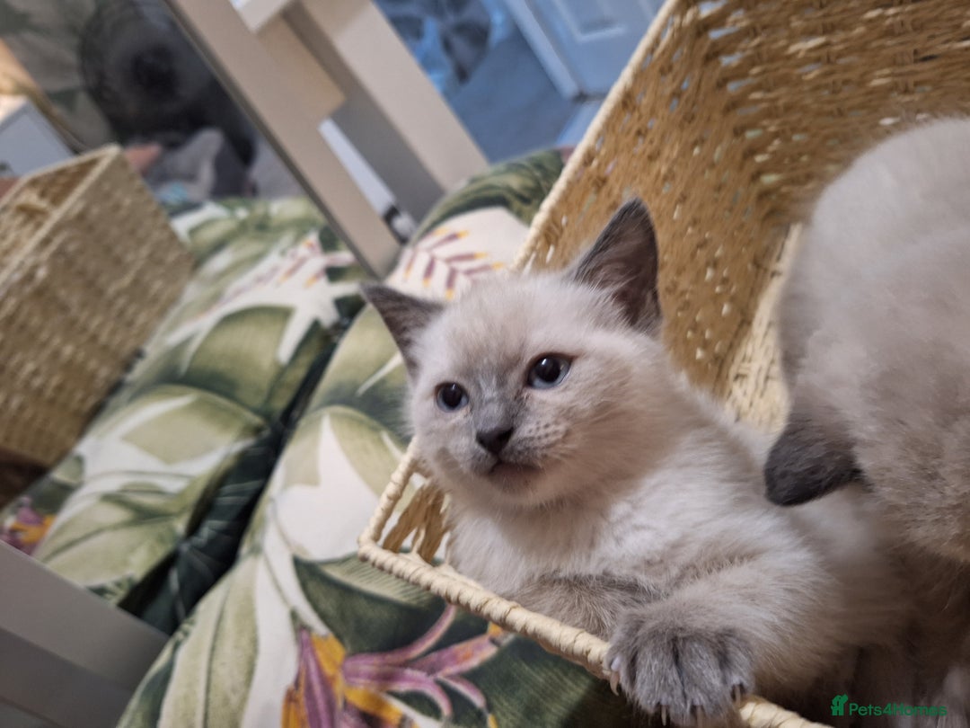 Ragamese cats for sale: 1 boy 1 girl ragamese kittens - Image 4