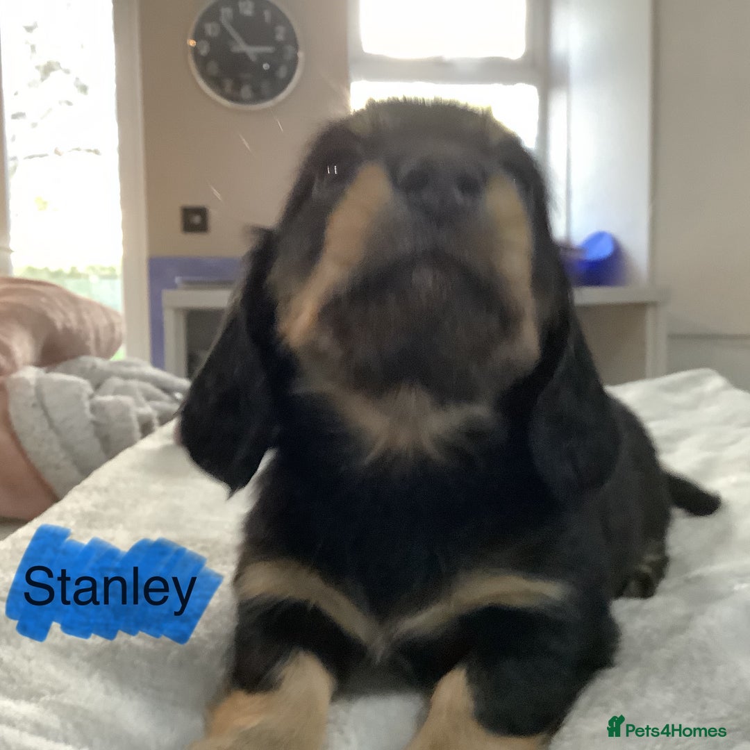 Miniature Dachshund dogs for sale: PRA Clear Mini Longhair Dachshund Pups Cream Red.. - Advert 22