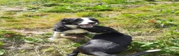 Border Collie dogs for sale: 4 adorable puppies for sale - Advert 7