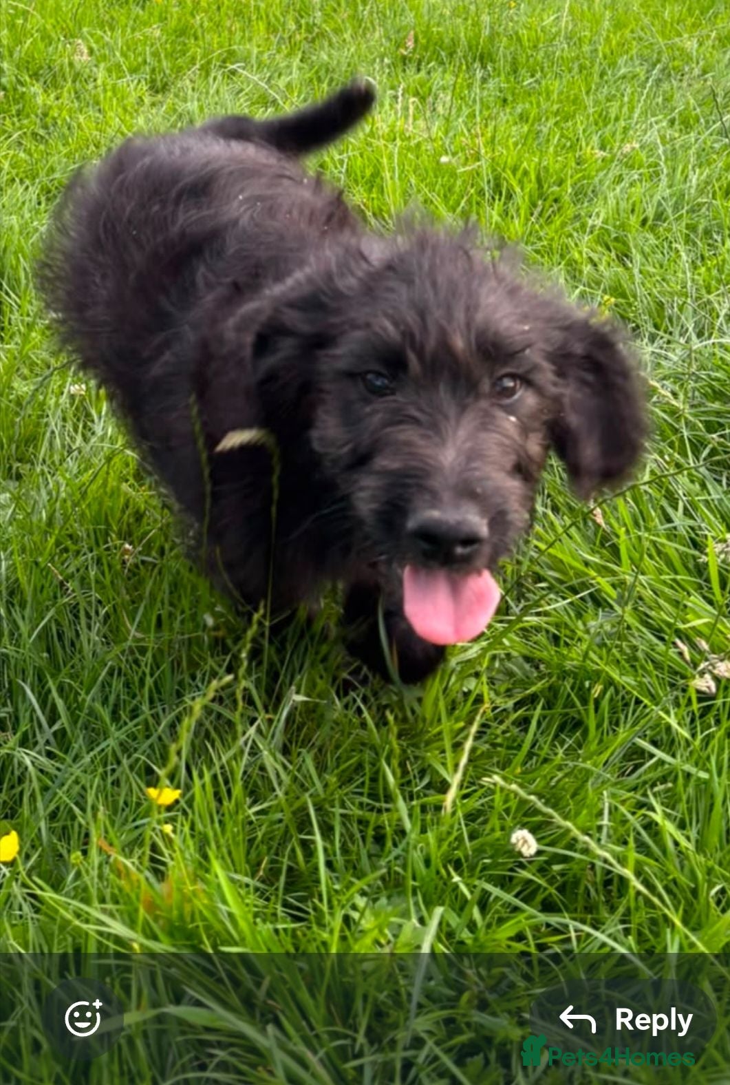 Mixed Breed dogs Just 2 gorgeous boys left!! - Advert 3